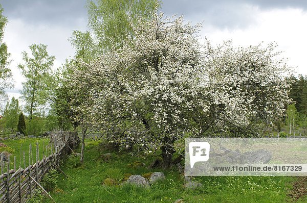 Blühender Apfelbaum