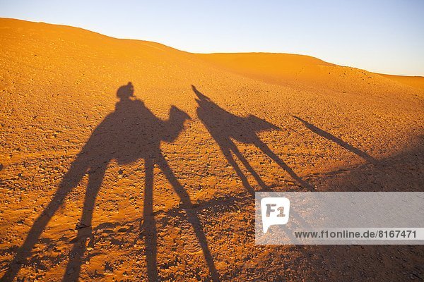 Schatten  Wüste  Kamel