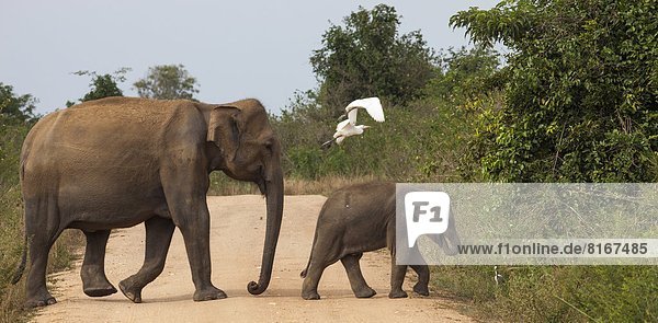 überqueren  Fernverkehrsstraße  Elefant