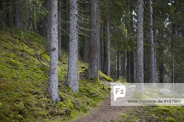 Footpath in spruce forest