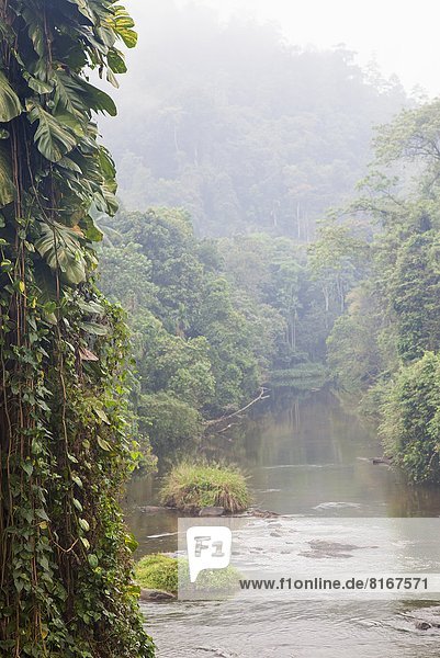 Regenwald  Fluss