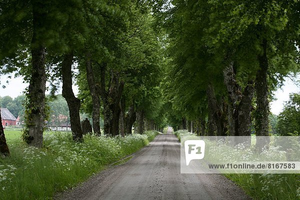 Ländliches Motiv  ländliche Motive  Fernverkehrsstraße  Allee