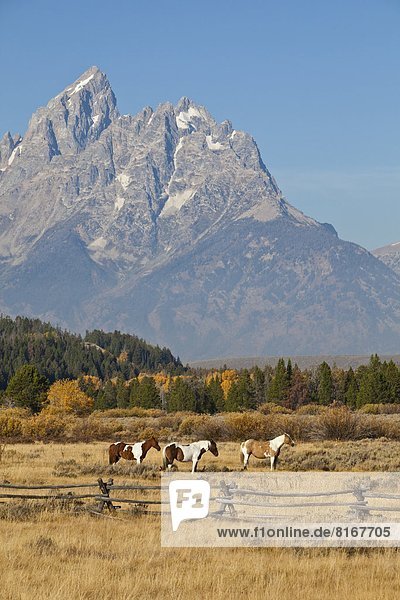 Berg  Felsen  Hintergrund  grasen