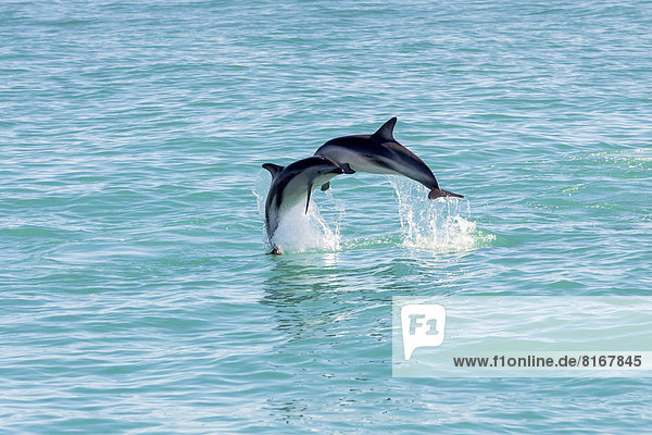 Zwei Hector-Delfine (Cephalorhynchus hectori) begegnen sich beim Sprung aus dem Wasser in der Luft
