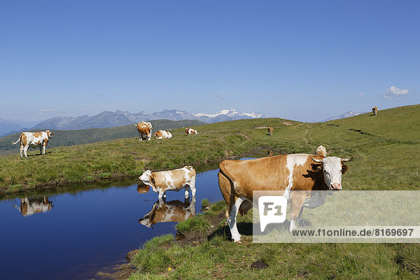 Cows on the Millstaetter Alpe alpine pasture  Hohe Tauern mountains in the back