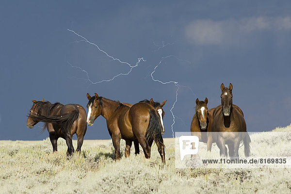 Mustang-Herde  Hengste  vor Gewitterhimmel mit Blitz
