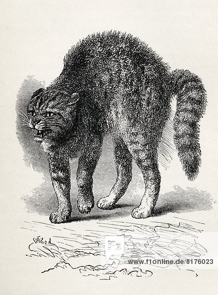 Cat Terrified At A Dog. Illustration From Life By Mr. Wood From The Book The Expression Of The Emotions In Man And Animals By Charles Darwin  From The Popular Edition Published 1904.