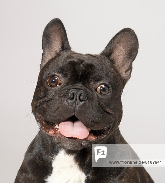 Französische Bulldogge mit offenem Mund