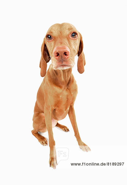Studio-Porträt des traurig aussehenden Vizsla-Hundes