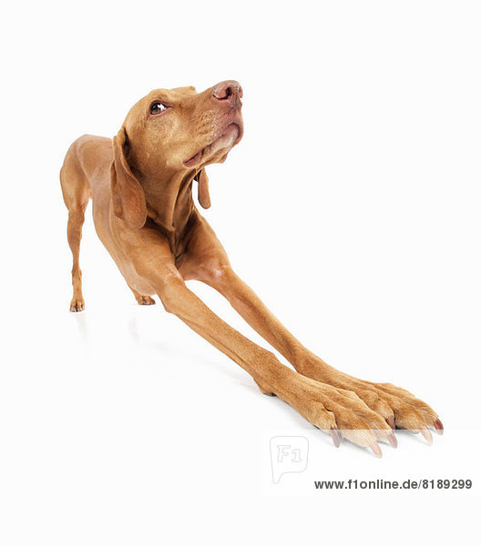 Studio-Porträt des Vizsla-Hundes mit ausgestreckten Vorderbeinen
