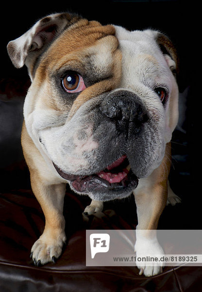 Porträt einer auf dem Sofa stehenden Bulldogge