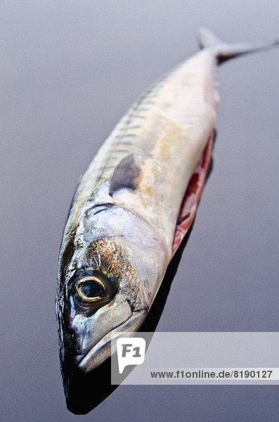 A mackerel