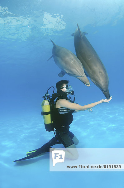 Scuba diver and Bottlenose Dolphins (Tursiops truncatus)  dolphinarium