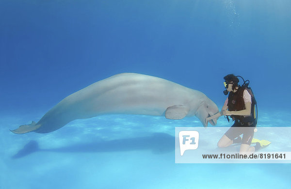 Scuba diver and Beluga or White Whale (Delphinapterus leucas)  dolphinarium