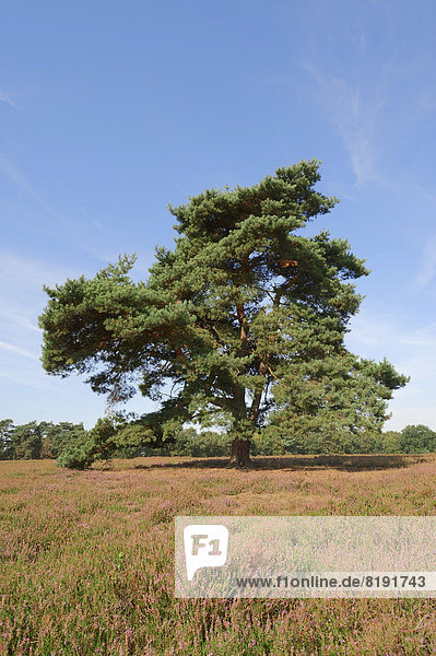 Waldkiefer  Gemeine Kiefer  Rotföhre oder Weißkiefer (Pinus sylvestris) in blühender Heidelandschaft