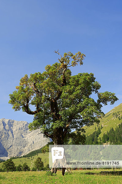 Berg-Ahorn  Bergahorn (Acer pseudoplatanus)