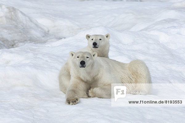 Eisbären oder Polarbären (Ursus maritimus),  Weibchen mit einem Jungtier,  2 Jahre