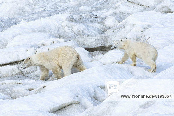 Eisbären oder Polarbären (Ursus maritimus)  Weibchen mit einem Jungtier  2 Jahre