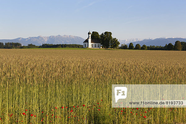 Field of grain and poppies in front of the Church of St. Andrä and the Alps
