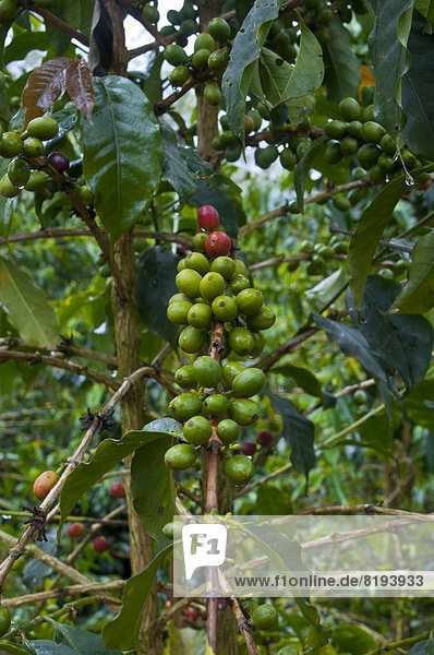 Arabica-Kaffee (Coffea arabica)  Kaffeepflanze mit Früchten