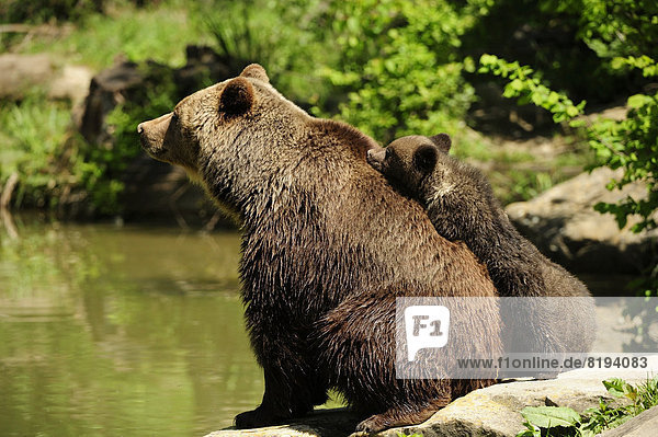 Braunbären (Ursus arctos)  Bärenjunges  4 Monate  versucht auf den Rücken seiner Mutter zu klettern