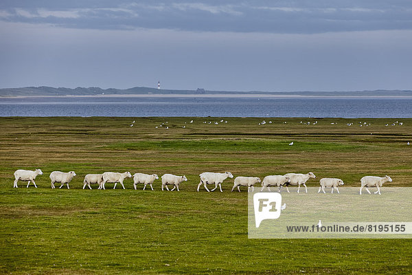 Schafe auf der Weide  Ellenbogen  Sylt  Schleswig-Holstein  Deutschland  Europa
