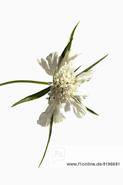 Scabiosa-Blüten auf weißem Hintergrund  Nahaufnahme