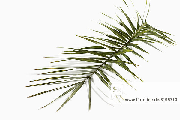 Blätter der Phönix-Palme auf weißem Grund  Nahaufnahme