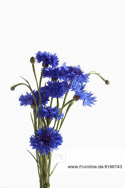 Blue cornflowers against white background  close up