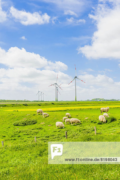 Germany  Schleswig-Holstein  View of sheep grazing in field and wind turbine in background