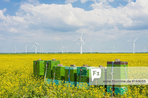 Deutschland  Schleswig-Holstein  Blick auf gestapelte Boxen im Feld mit Windkraftanlage im Hintergrund