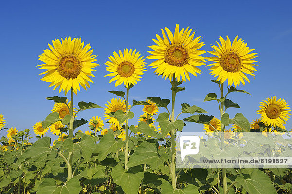Italy  Sunflowers against blue sky  close up