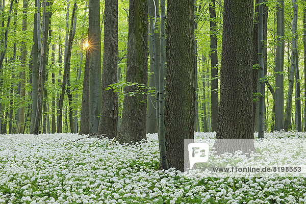 Germany  View of Ramson and beech trees in forest