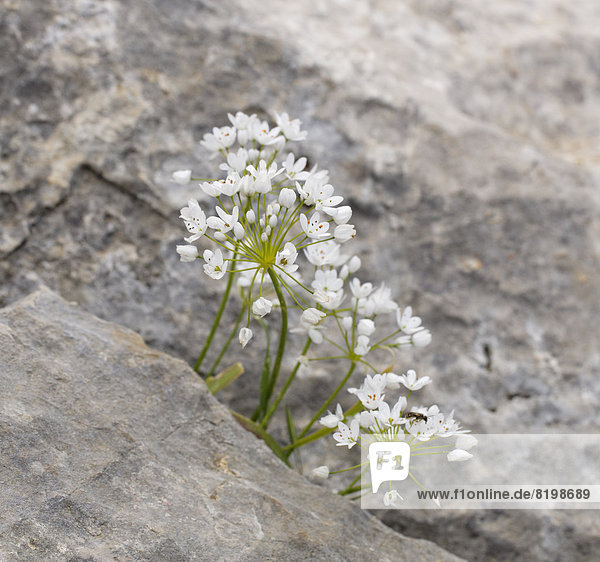 Türkei  Ägäis  Allium neapolitanum wächst auf Felsen