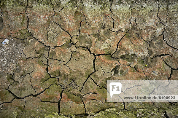 Germany  Schleswig Holstein  Dried up field  close up