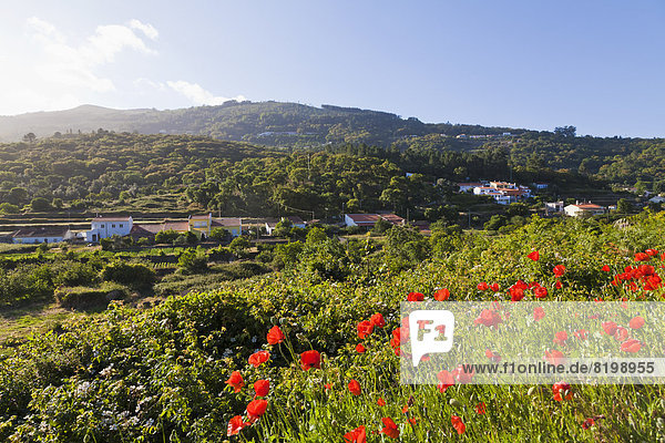 Portugal  Blick auf Mohnblume in der Serra de Monchique