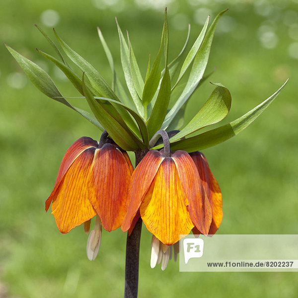 Kaiserkrone (Fritillaria imperialis)  'Orange Brillant'