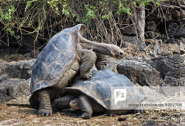 Schein-Paarung zwischen zwei männlichen Galapagos-Riesenschildkröten (Geochelone Elephantophus)