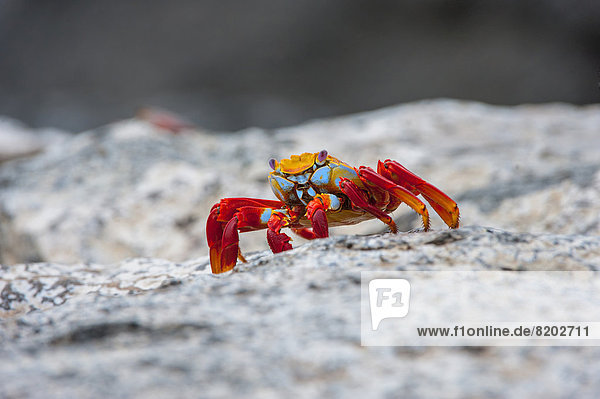 Sally Lightfoot-Krabbe oder Rote Klippenkrabbe (Grapsus grapsus)