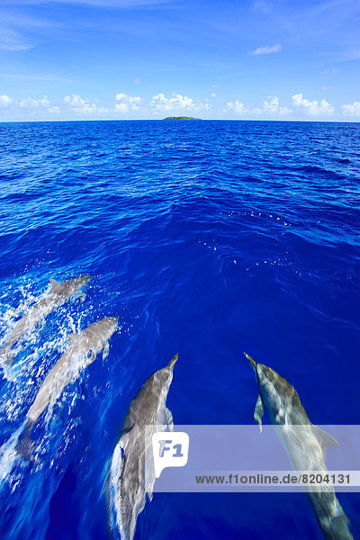 Delphin  Delphinus delphis  Palau