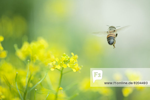Biene schwebt über Blumen