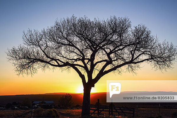 Ländliches Motiv  ländliche Motive  Sonnenuntergang  Baum  Silhouette  Himmel  Landschaft