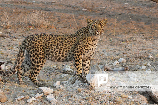 Leopard (Panthera pardus)