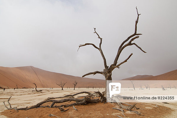 Desert landscape with dead trees