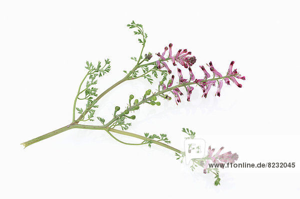 Gewöhnlicher Erdrauch oder Gemeiner Erdrauch (Fumaria officinalis)  Blüten
