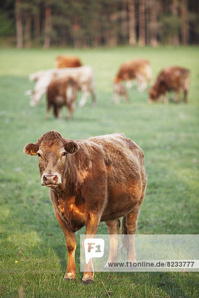 Limousin-Rinder auf einer Wiese