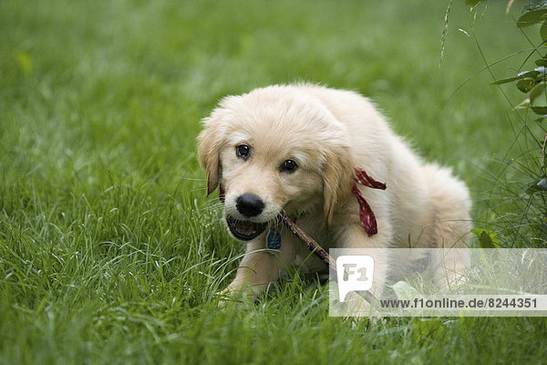 Golden Retriever puppy chewing on a branch