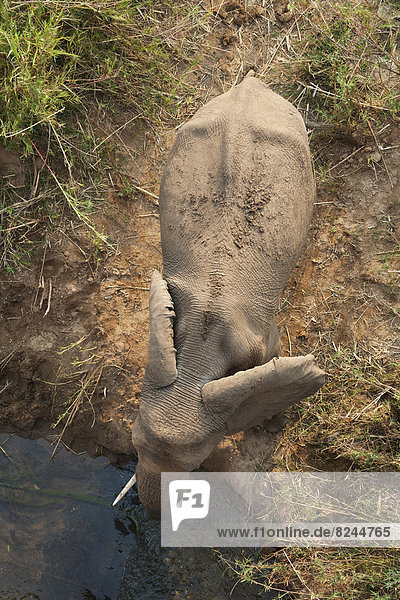 Afrikanischer Elefant (Loxodonta africana)  Elefantenkuh trinkt am Ufer des Olifants Fluss