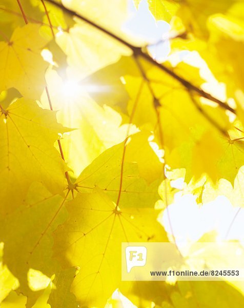 Sun shining through autumn leaves  close-up