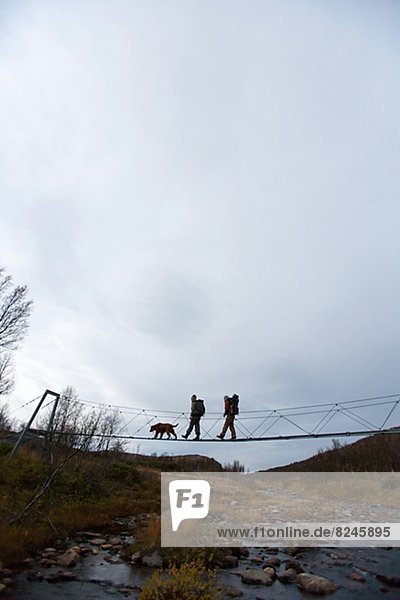 gehen Silhouette klein Hund Brücke wandern hängen